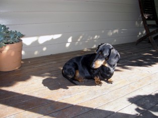 Beechworth Accommodation Indigo Cottage, Beechworth