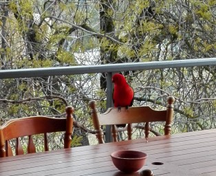 Beechworth Accommodation Indigo Cottage, Beechworth